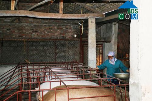 Hình ảnh Yên Định, Thanh Hóa