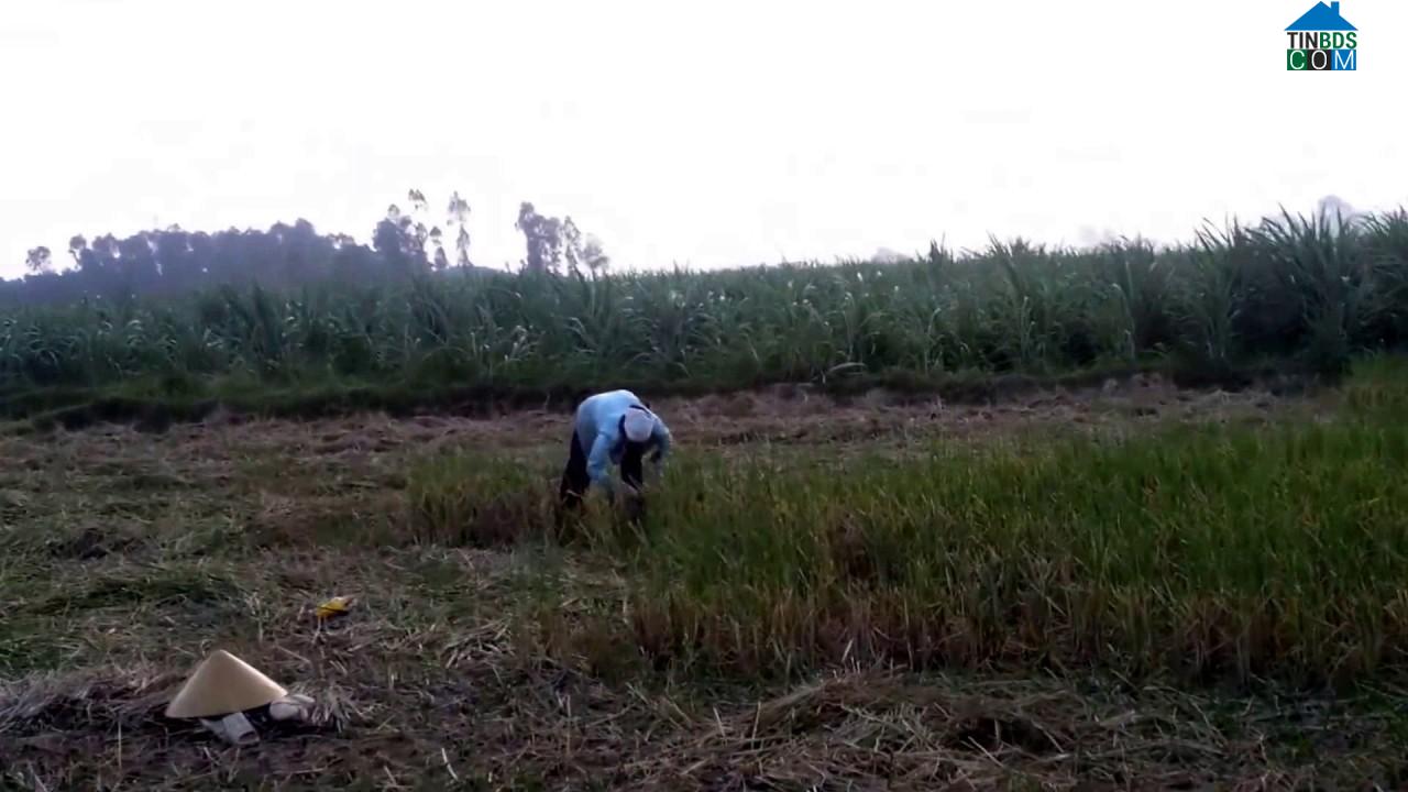 Hình ảnh Thiệu Trung, Thanh Hóa