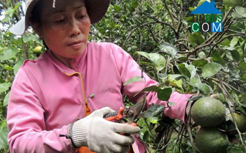 Hình ảnh Hiếu Thành, Vĩnh Long