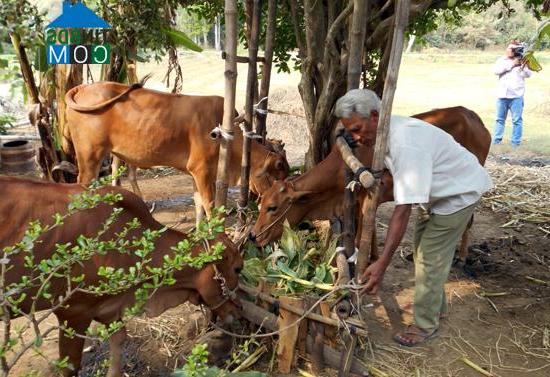 Hình ảnh Ngũ Lạc, Vĩnh Long