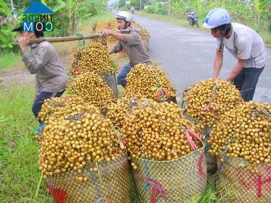 Hình ảnh Giao Long, Vĩnh Long