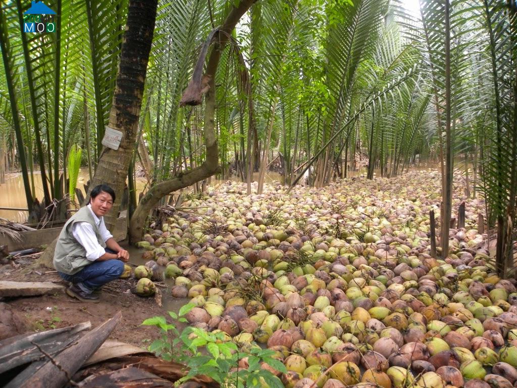 Hình ảnh Phước Long, Vĩnh Long