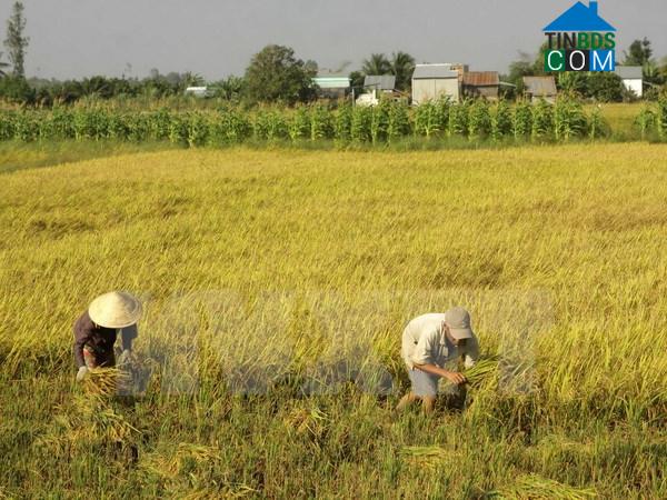 Hình ảnh Tân Hòa, Cần Thơ