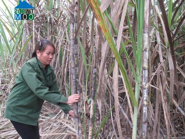 Hình ảnh Phục Hòa, Cao Bằng