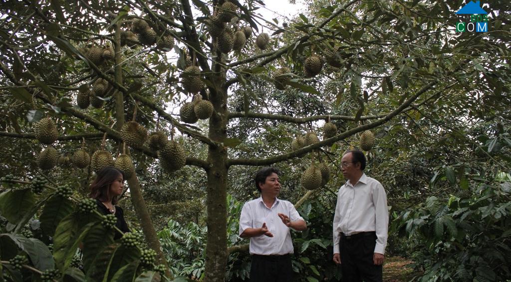 Hình ảnh Krông Pắc, Đắk Lắk