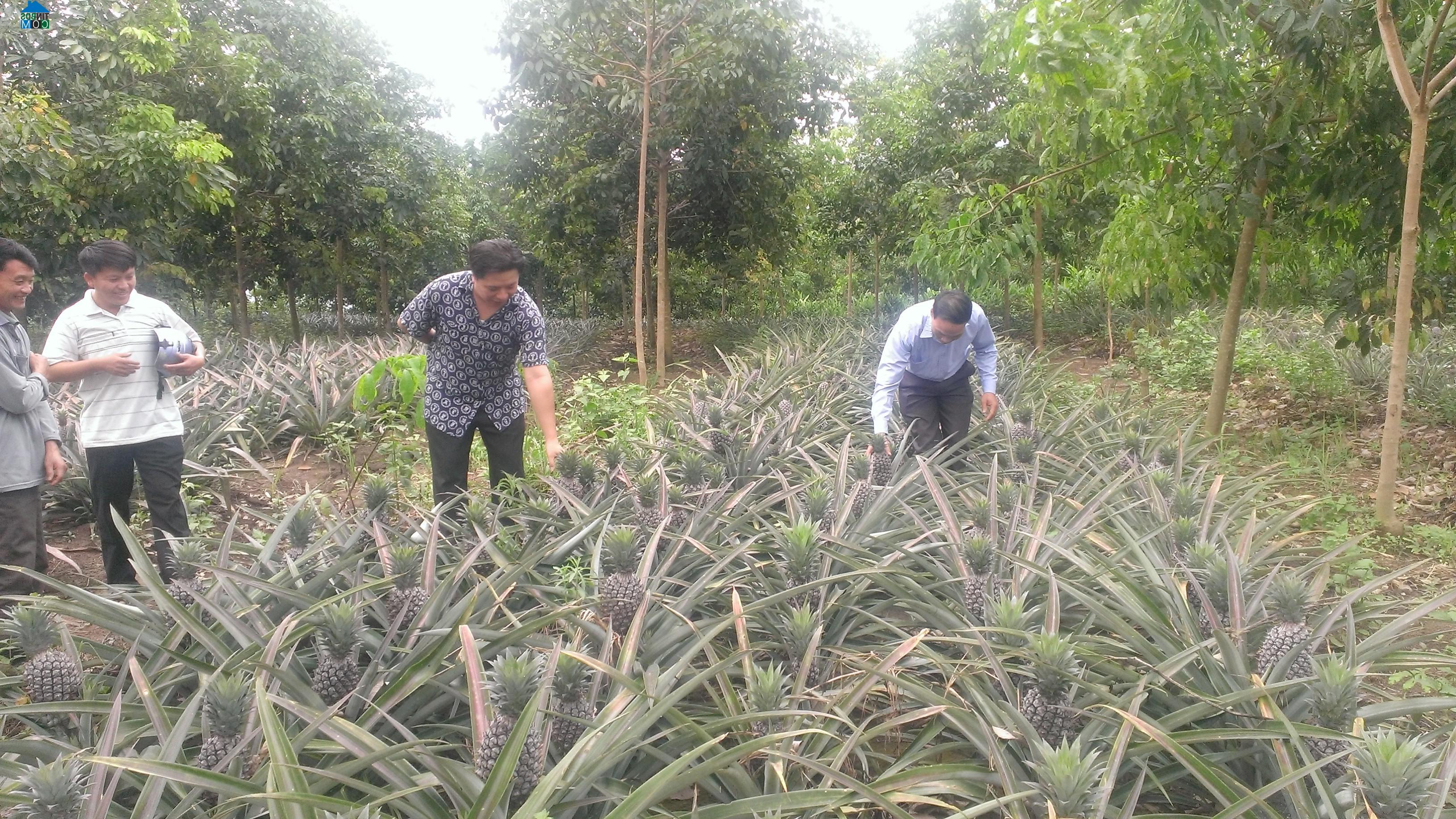 Hình ảnh Na Sang, Điện Biên