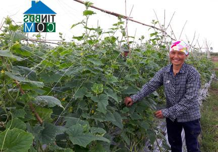 Hình ảnh Vĩnh Bảo, Hải Phòng