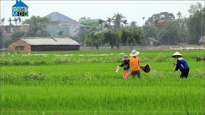 Hình ảnh Kiến Thụy, Hải Phòng