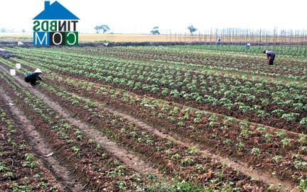 Hình ảnh Kiến Hải, Hải Phòng