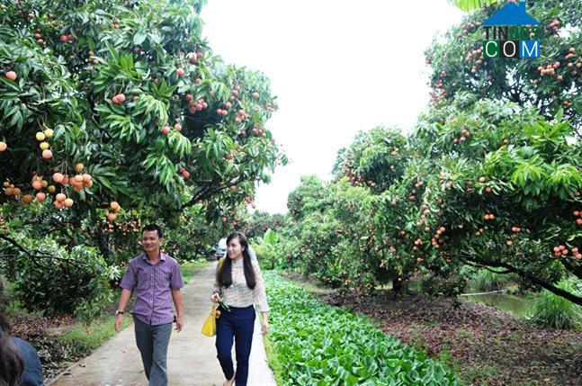 Hình ảnh Hà Nam, Hải Phòng