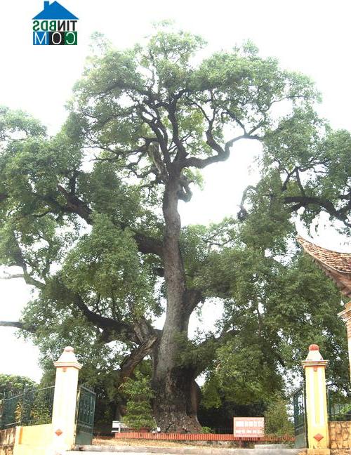 Hình ảnh Tiên Lục, Bắc Ninh