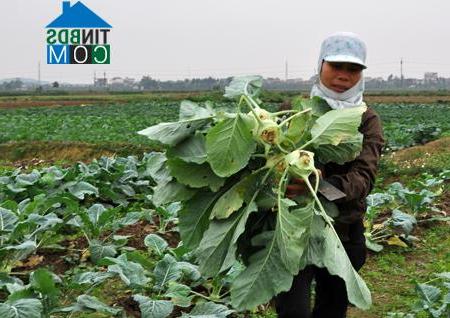 Hình ảnh Võ Cường, Bắc Ninh