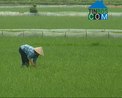 Hình ảnh Hiển Khánh, Ninh Bình