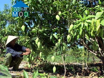 Hình ảnh Tam Dương, Phú Thọ