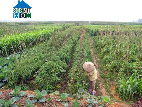 Hình ảnh Văn Lang, Phú Thọ