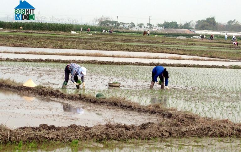 Hình ảnh Yên Lạc, Phú Thọ