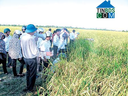 Hình ảnh Bắc Tiên Hưng, Hưng Yên