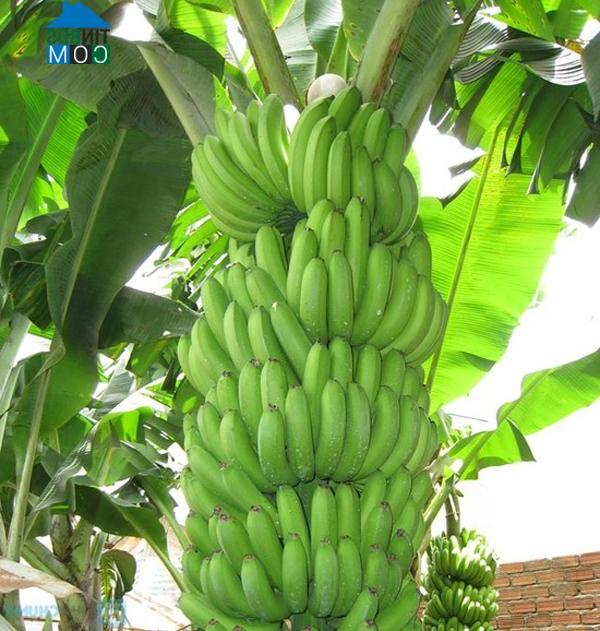 Hình ảnh Châu Ninh, Hưng Yên