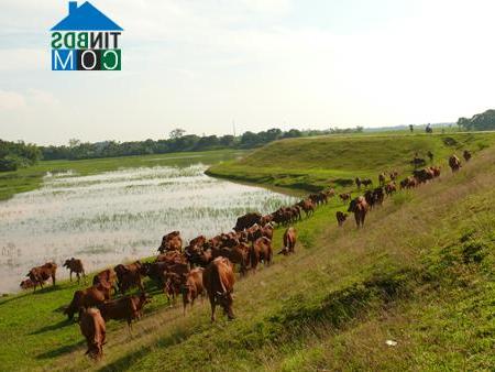 Hình ảnh Sơn Nam, Hưng Yên