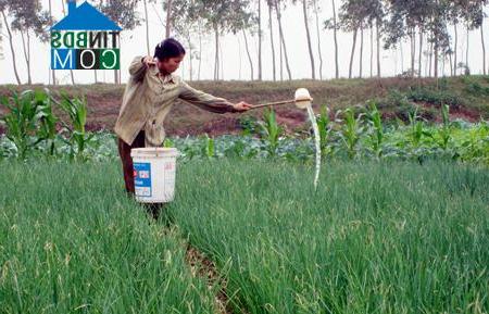 Hình ảnh Phạm Ngũ Lão, Hưng Yên