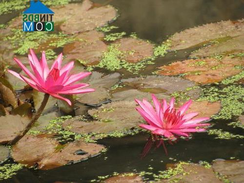 Hình ảnh Phố Hiến, Hưng Yên