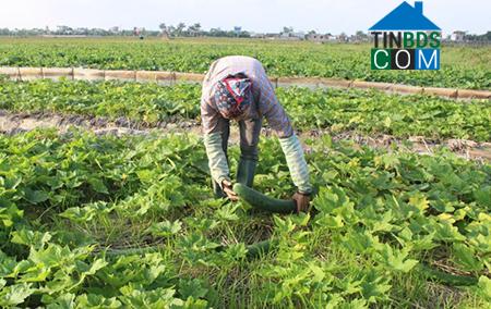 Hình ảnh Tiền Hải, Hưng Yên