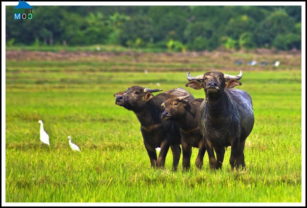 Hình ảnh Diên Điền, Khánh Hòa