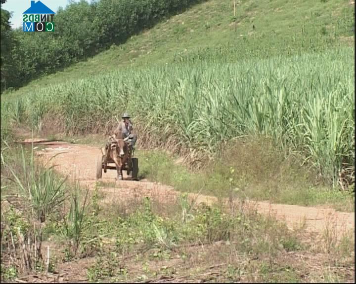 Hình ảnh Tây Khánh Vĩnh, Khánh Hòa