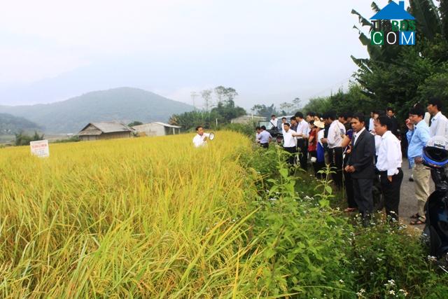 Hình ảnh Tân Uyên, Lai Châu