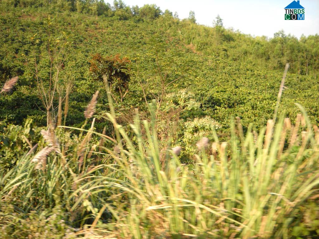 Hình ảnh Nam Ban Lâm Hà, Lâm Đồng