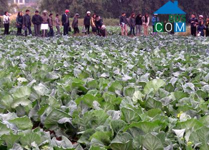 Hình ảnh Đông Kinh, Lạng Sơn