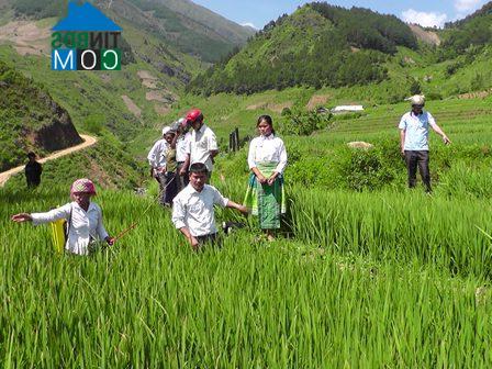 Hình ảnh Hạnh Phúc, Lào Cai