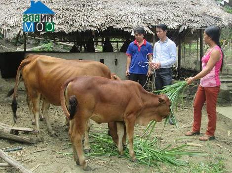 Hình ảnh Mường Lai, Lào Cai