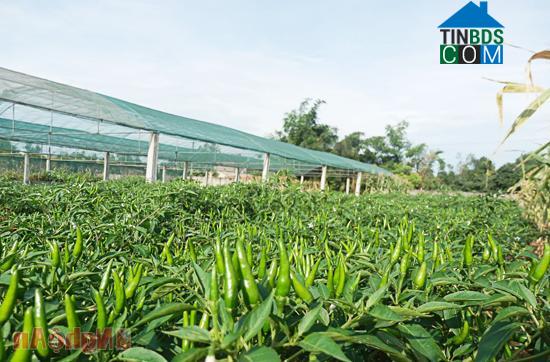 Hình ảnh Vinh Phú, Nghệ An