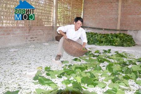 Hình ảnh Trấn Yên, Lào Cai