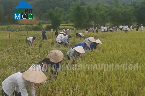 Hình ảnh Yên Thành, Lào Cai