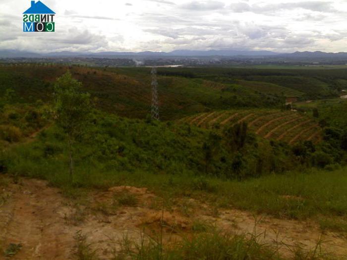 Hình ảnh Măng Bút, Quảng Ngãi