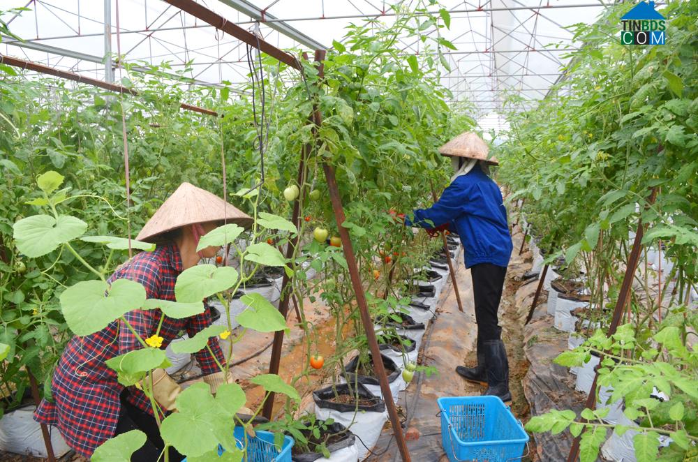 Hình ảnh Liên Hòa, Quảng Ninh