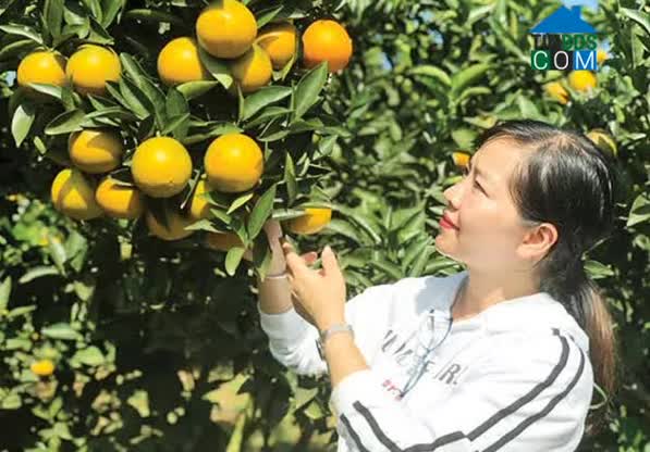 Hình ảnh Mường Cơi, Sơn La