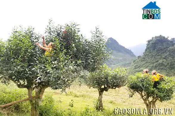 Hình ảnh Tô Múa, Sơn La