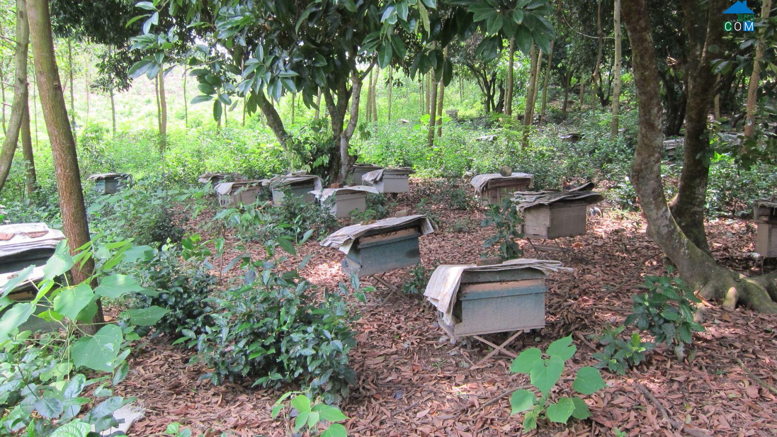 Hình ảnh Đồng Hỷ, Thái Nguyên