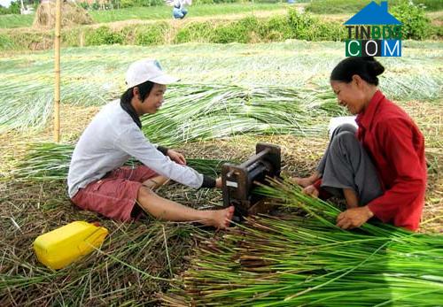 Hình ảnh Nga Sơn, Thanh Hóa