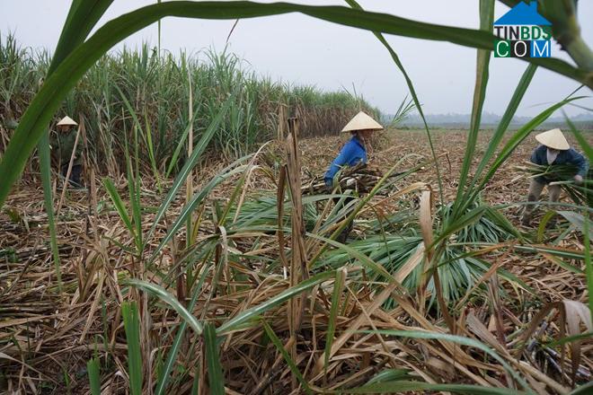 Hình ảnh Thạch Bình, Thanh Hóa