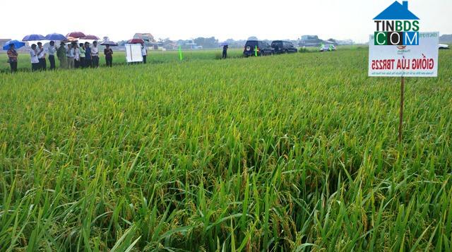 Hình ảnh Thọ Long, Thanh Hóa