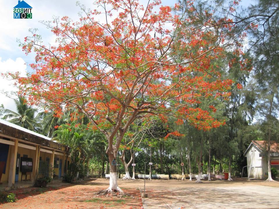 Hình ảnh Giao Long, Vĩnh Long