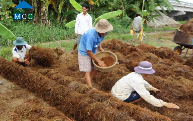 Hình ảnh Thới An Đông, Cần Thơ