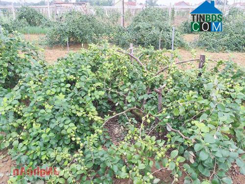 Hình ảnh Quỳnh Mai, Nghệ An