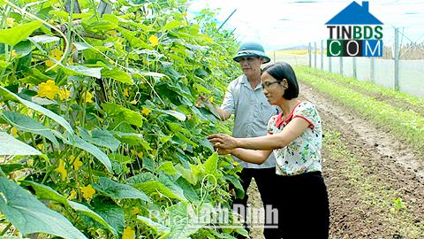 Hình ảnh Yên Cường, Ninh Bình