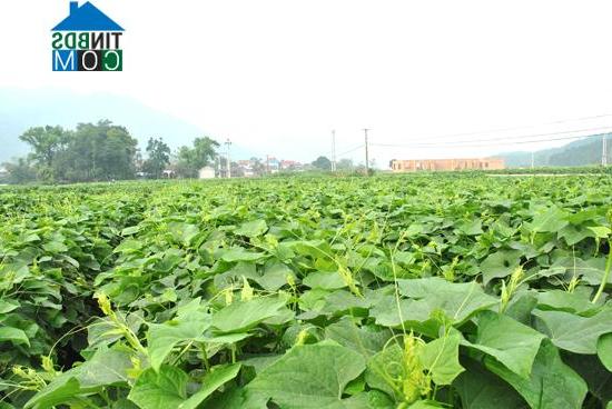 Hình ảnh Tam Đảo, Phú Thọ