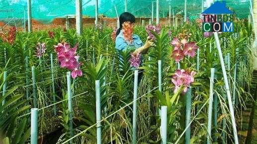 Hình ảnh Vạn Tường, Quảng Ngãi